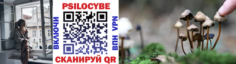 Псилоцибиновые грибы Psilocybe  Нижний Новгород 